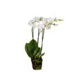 Орхідея фаленопсис міні 919479 фото