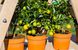 Торфосуміш для цитрусових рослин COMPO SANA® 10 л 1671 фото 3