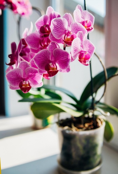 Торфосуміш для орхідей COMPO SANA® 5 л 1611 фото