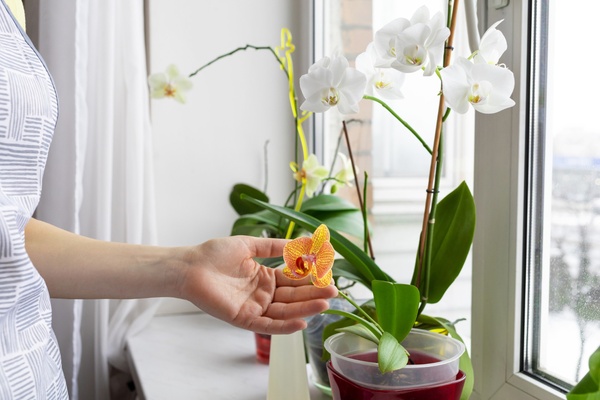 Торфосуміш для орхідей COMPO SANA® 5 л 1611 фото