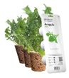 Змінний картридж Click & Grow Рукола (Arugula) 3 капсули