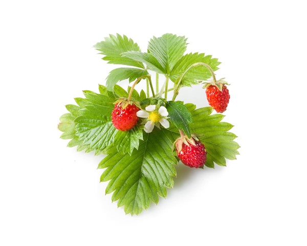 Змінний картридж Click & Grow дика суниця (Wild Strawberry) 3 капсули 7410 фото