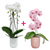 Набір Горшик Elho Vibes fold orchid high 13 см прозорий + Горшик Elho Vibes fold orchid high 13 см рожевий 527662+527693 фото