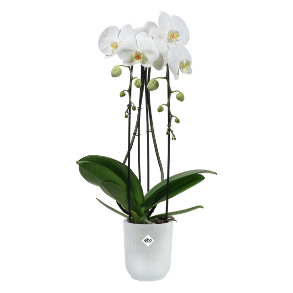 Набір Горшик Elho Vibes fold orchid high 13 см прозорий + Горшик Elho Vibes fold orchid high 13 см рожевий 527662+527693 фото