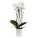 Набір Горшик Elho Vibes fold orchid high 13 см прозорий + Горшик Elho Vibes fold orchid high 13 см рожевий 527662+527693 фото 2