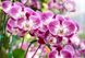 Торфосуміш для орхідей COMPO SANA® 5 л 1611 фото 5