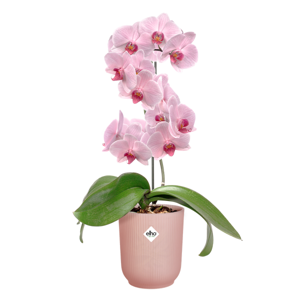 Горшик Elho Vibes fold orchid high 13 см рожевий 527693 фото