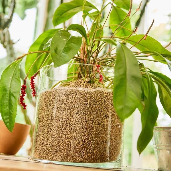Субстрат COMPO BIO GRANUPLANT для кімнатних рослин, 6 л 8818 фото