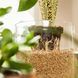 Субстрат COMPO BIO GRANUPLANT для кімнатних рослин, 6 л 8818 фото 6