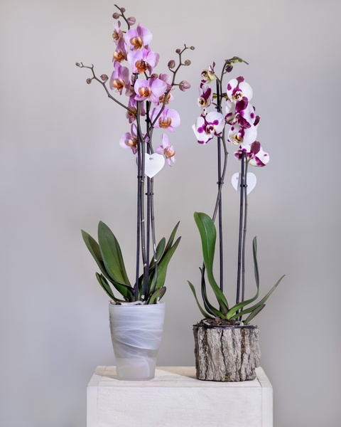 COMPO Рідке добриво для орхідей 500 мл 4089 фото