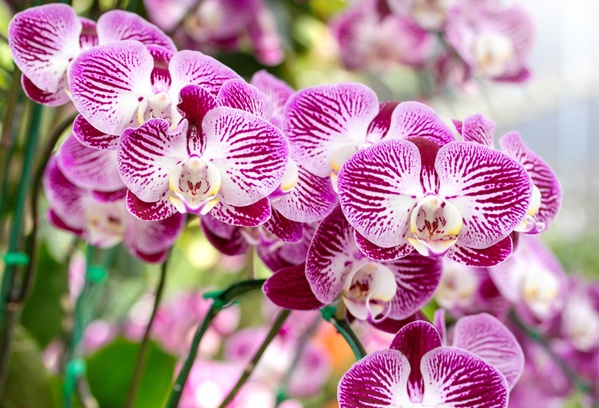 COMPO Рідке добриво для орхідей 500 мл 4089 фото
