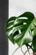 COMPO Рідке добриво догляд за листям для зелених рослин 500 мл 2263 фото 3